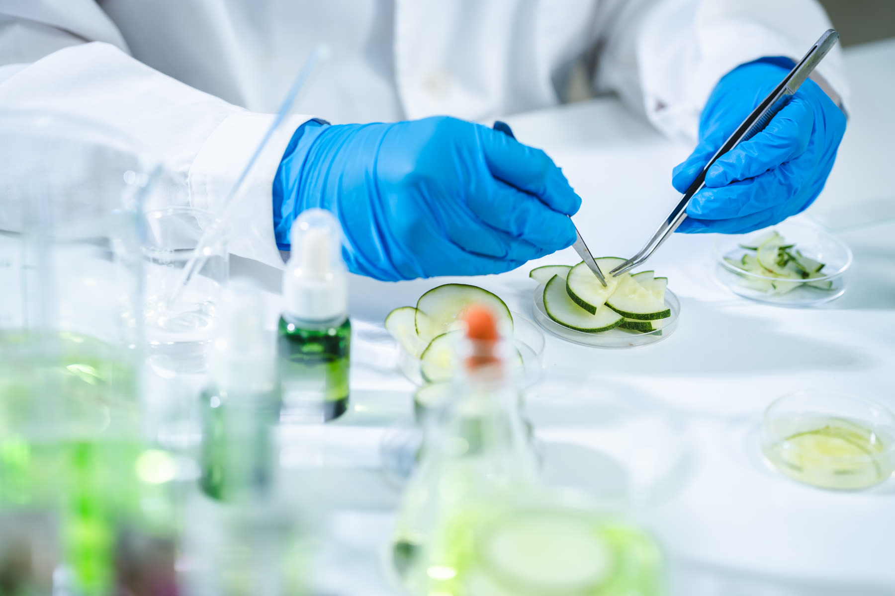 Analista de laboratorio con guantes colocando rodajas de pepino en una caja Petri para su analisis.